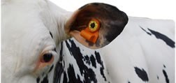 Cow ear sensor